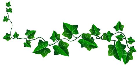 Contact information for livechaty.eu - This high-definition wallpaper features an image of royalty free stock english ivy clipart - ivy in transparent PNG format. The wallpaper’s dimensions are 6117x4808 pixels, and the file size is 1.5MB. The image ID is 193552.